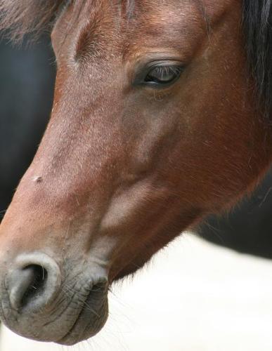 Notebook: Horse portrait animals mammal ride pasture horses equine equestrian show jumping foal