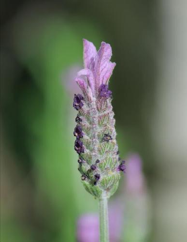 Notebook: Meditation monk meditating Theravada Buddhism meditate yoga teacher instructor peace