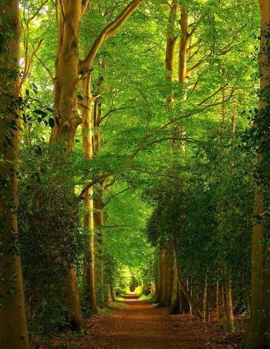 Notebook: Forest trees paths path landscape nature forest timber logging plantation wildlife silviculture