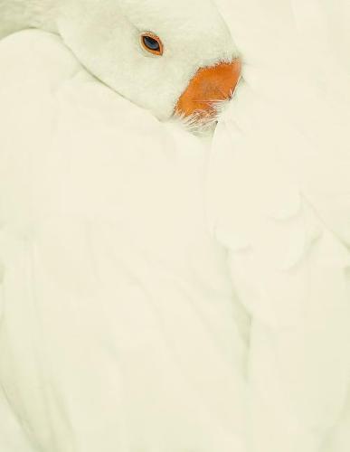 Notebook: Swan animal lake water plumage elegant swans white cygnet baby bird birds feather feathers