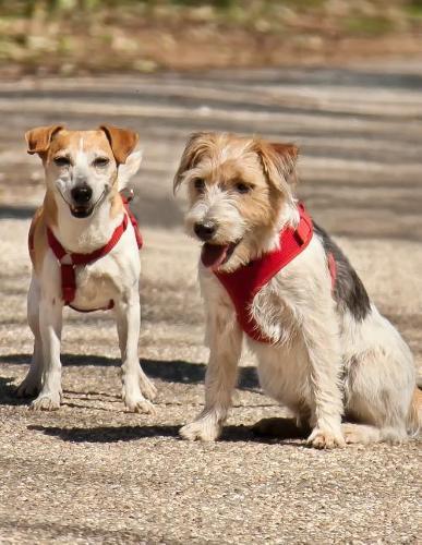 Notebook: Terrier friends cute dog dogs race play friendship Jack Russell terriers puppy puppies