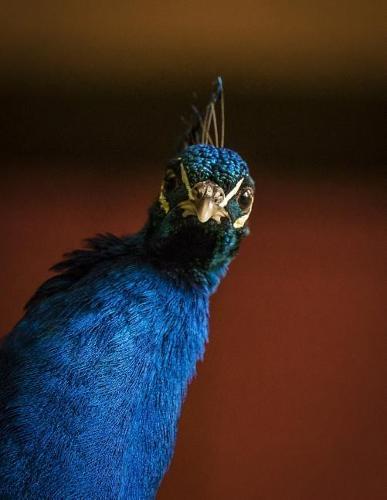 Notebook: Painted peacock butterfly day antennae model butterflies peacocks paint color beautiful
