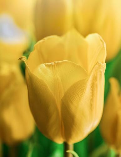 Notebook: Flower tulip yellow spring bloom plant garden flowers tulips narcissus flower species