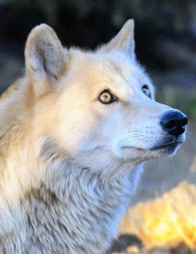 Notebook: Wolf wolves predator animal nature wildlife canine dog dogs wild animals forest snow