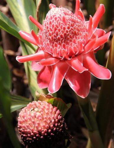 Notebook: Passion flower rainforest wildlife nature pink red green passionate passionfruit fruit