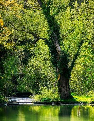 Notebook: Tree spring mirroring waters leaves green forest wood shrub bark eucalyptus oak birch