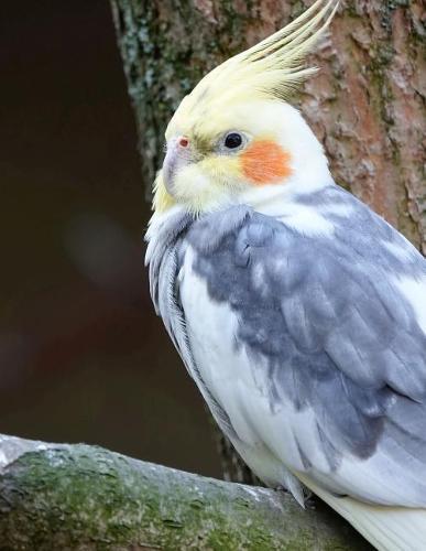 Notebook: Cockatiel bird parakeet spring parrot parrot australia cockateel parakeet nymphicus