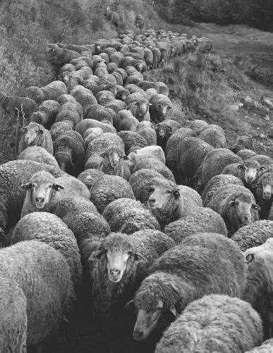 Notebook: Sheep the flock animals farm wool agriculture wool herd cattle livestock dairy merino