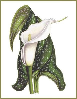 Notebook Calla Lily: Blank journal. 150 pages, Soft cover, A4+ (21.59 x 27.94 cm) 8,5 x 11 inch