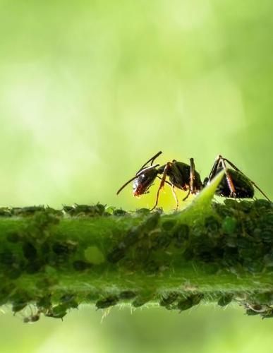 Notebook: Branch ant nature leaves insect ply tree forest wasp insect bee army ant termite ants