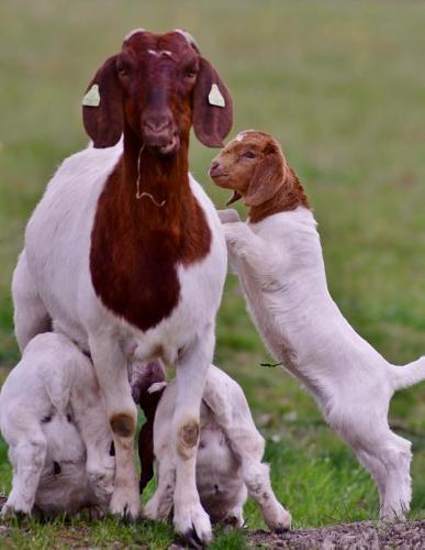 Notebook: Goat kids goats fun spring play sheep milk cattle wild goat mutton pig udder lamb cow
