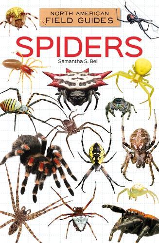 Spiders