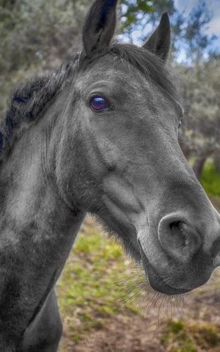 Notebook: Horse black pony horses animal nature mane pony thoroughbred foal mare saddle wild