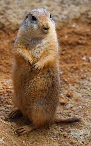 Notebook: Prairie dogs standing rodent cute curious mammal rodent wolf rabbit elk squirrel moose