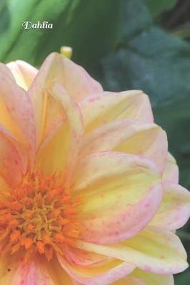 Dahlia: White and Pink Dahlia Journal