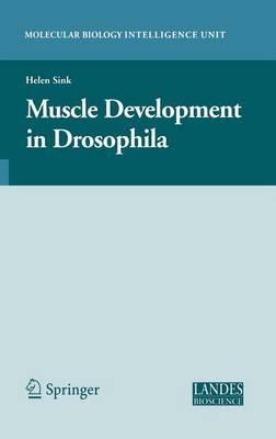Muscle Development in Drosophilia