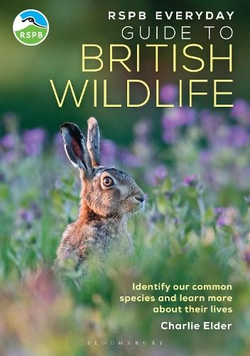 RSPB Everyday Guide to British Wildlife: Identify our common species and learn more about their lives