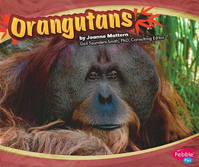 Asian Animals Orangutans