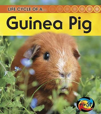Guinea Pig