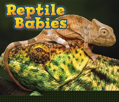 Animal Babies Reptile Babies