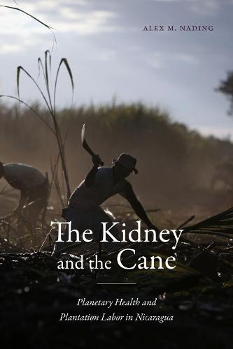 The Kidney and the Cane: Planetary Health and Plantation Labor in Nicaragua