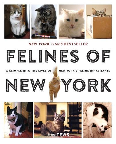 Felines of New York: A Glimpse Into the Lives of New York's Feline Inhabitants