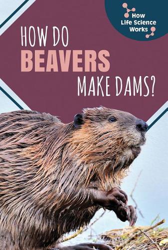 How Do Beavers Make Dams?