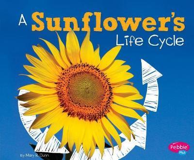 Explore Life Cycles Sunflowers Life Cycle