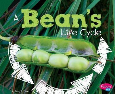 Explore Life Cycles Beans Life Cycle