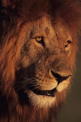 Cats Of The Wild: Wild Cats