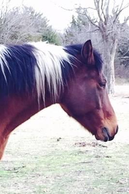 Sunny the Horse Journal: 150 page lined notebook/diary