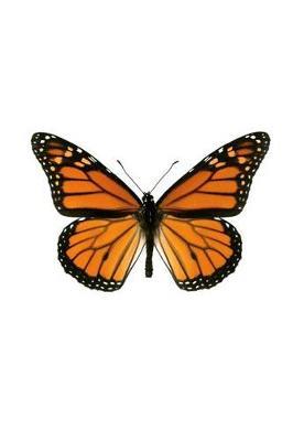 The Monarch Butterfly Journal: 150 page lined notebook/diary