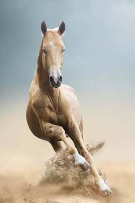 The Akhal-Teke Golden Horse Journal: 150 Page Lined Notebook/Diary