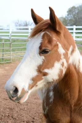 The American Paint Horse Portrait Journal: 150 Page Lined Notebook/Diary