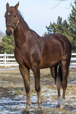 American Saddlebred Horse Journal: 150 Page Lined Notebook/Diary