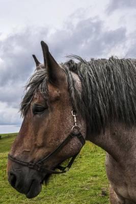 The Jutland Horse Journal: 150 Page Lined Notebook/Diary