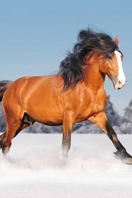 Russian Draft Horse Journal: 150 Page Lined Notebook/Diary