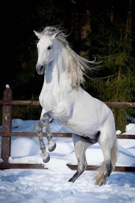 Andalusian Horse Journal: 150 page lined notebook/diary