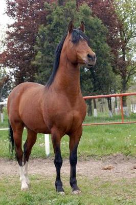 Arab Thoroughbred Horse Journal: 150 page lined notebook/diary