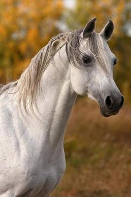 The Arabian Horse Journal: 150 page lined notebook/diary
