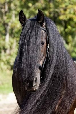 Black Frisian Horse Portrait Journal: 150 Page Lined Notebook/Diary