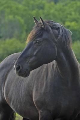 The Canadian Purebred Horse Journal: 150 Page Lined Notebook/Diary