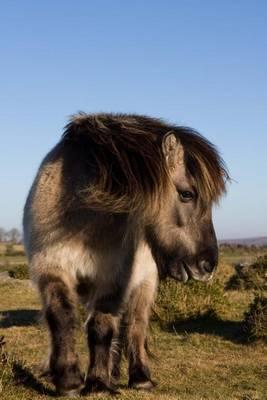 The Dartmoor Pony Journal: 150 page lined notebook/diary