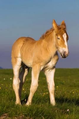Falabella Miniature Horse Foal Journal: 150 Page Lined Notebook/Diary