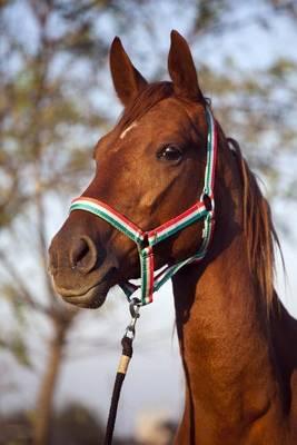 The Gidran Horse Journal: 150 Page Lined Notebook/Diary