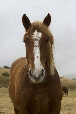 The Hispano-Breton Draft Horse Journal: 150 Page Lined Notebook/Diary