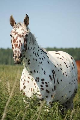 The Knabstrupper Horse Journal: 150 Page Lined Notebook/Diary