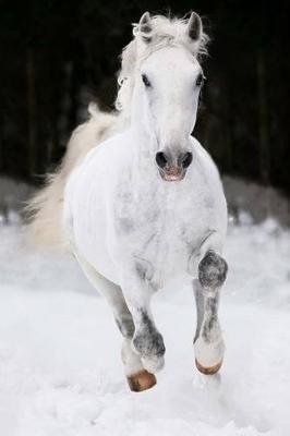 The Lipizzan Horse Journal: 150 page lined notebook/diary