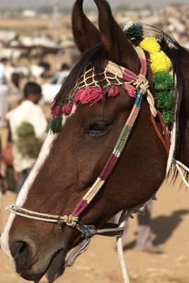 The Marwari Horse Journal: 150 Page Lined Notebook/Diary