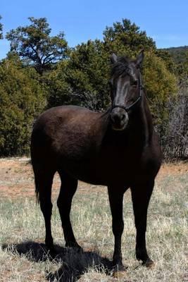 The Missouri Fox Trotter Horse Journal: 150 Page Lined Notebook/Diary
